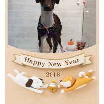 イタリアングレーハウンド