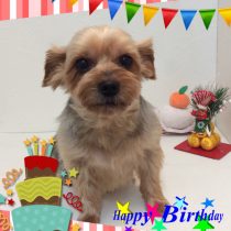 ヨークシャーテリア