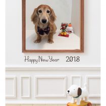 Mダックスフント