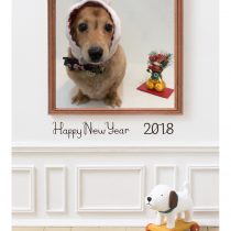 Mダックスフント