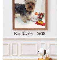 ヨークシャーテリア