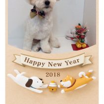 マルチーズ×トイプードルmix