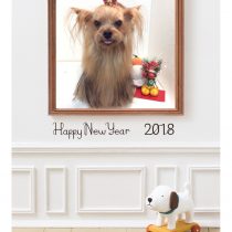 ヨークシャーテリア