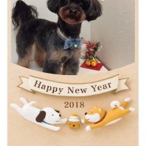 トイプードル×チワワ