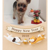 ヨークシャーテリア