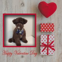 チワワ×トイプードル