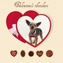 ヨークシャーテリア