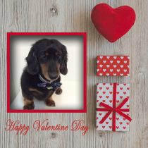 Mダックスフント