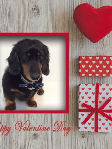 Mダックスフント