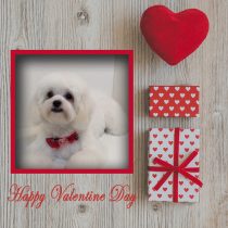 マルチーズ×トイプードルmix