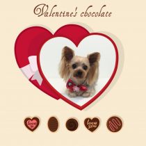 ヨークシャーテリア