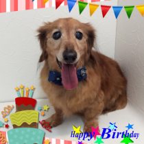 Mダックスフント