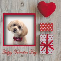 チワワ×トイプードルmix