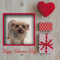 ヨークシャーテリア