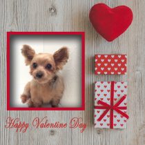 ヨークシャーテリア