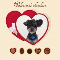 チワワ×トイプードルmix