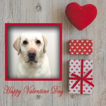 ラブラドールレトリバー