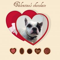 フレンチブルドッグ