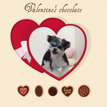 シーズー×マルチーズmix