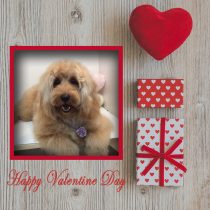 オーストラリアンラブラドール