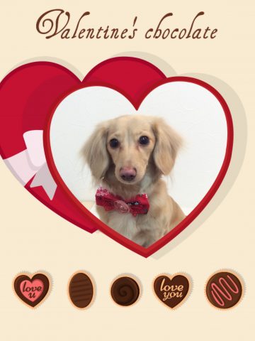 Mダックスフント