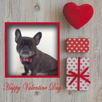 フレンチブルドッグ