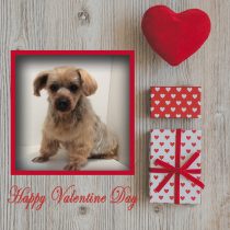 ヨークシャテリアmix