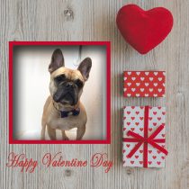 フレンチブルドッグ