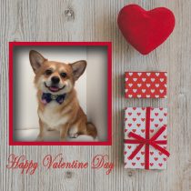 コーギー&ペキニーズmix