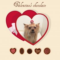 ヨークシャーテリア