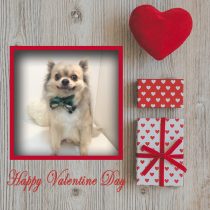 チワワ×ポメラニアンMIX