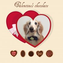 Mダックスフント