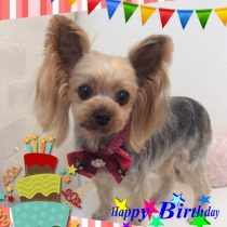 ヨークシャーテリア