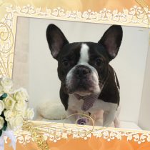 フレンチブルドッグ