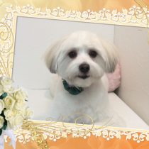 マルチーズ×パピヨンmix