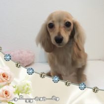 カニヘンダックスフント