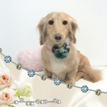 Mダックスフント