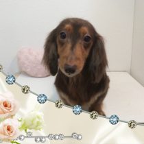 Mダックスフント