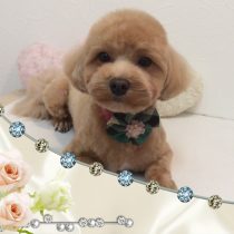 マルチーズ×トイプードルmix