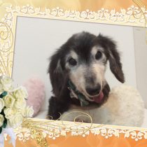 Mダックスフント