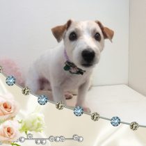 ジャックラッセルテリア