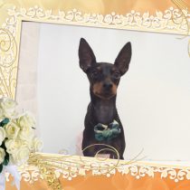 トイマンチェスターテリア