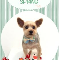 ヨークシャーテリア