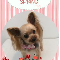 ヨークシャーテリア