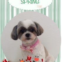 シーズー×チワワmix