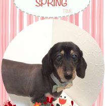 Mダックスフント