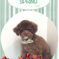 チワワ×トイプードルmix