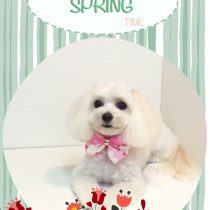 マルチーズ×トイプードルmix