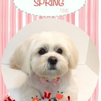 ペキニーズ×ビションmix