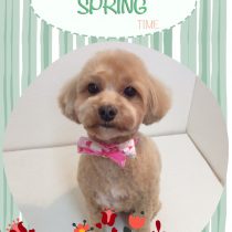 マルチーズ×トイプードルmix